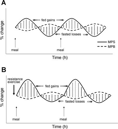 MPS ~ Muscle Protein&nbsp;Sythesis
